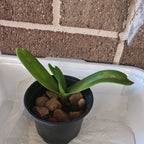 Rhynchostylis  Gigantea Panda