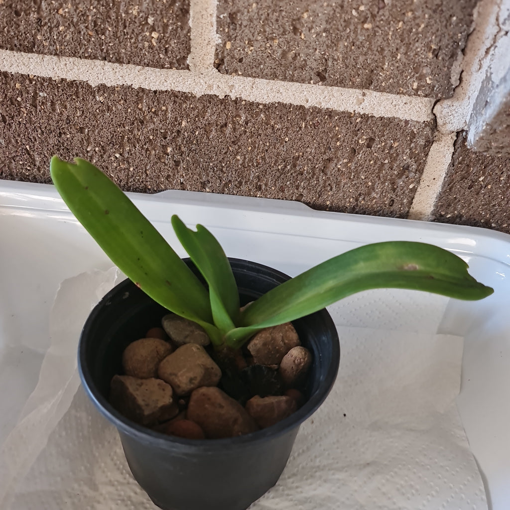 Rhynchostylis  Gigantea Panda