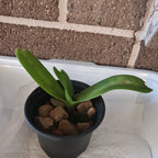 Rhynchostylis  Gigantea Panda