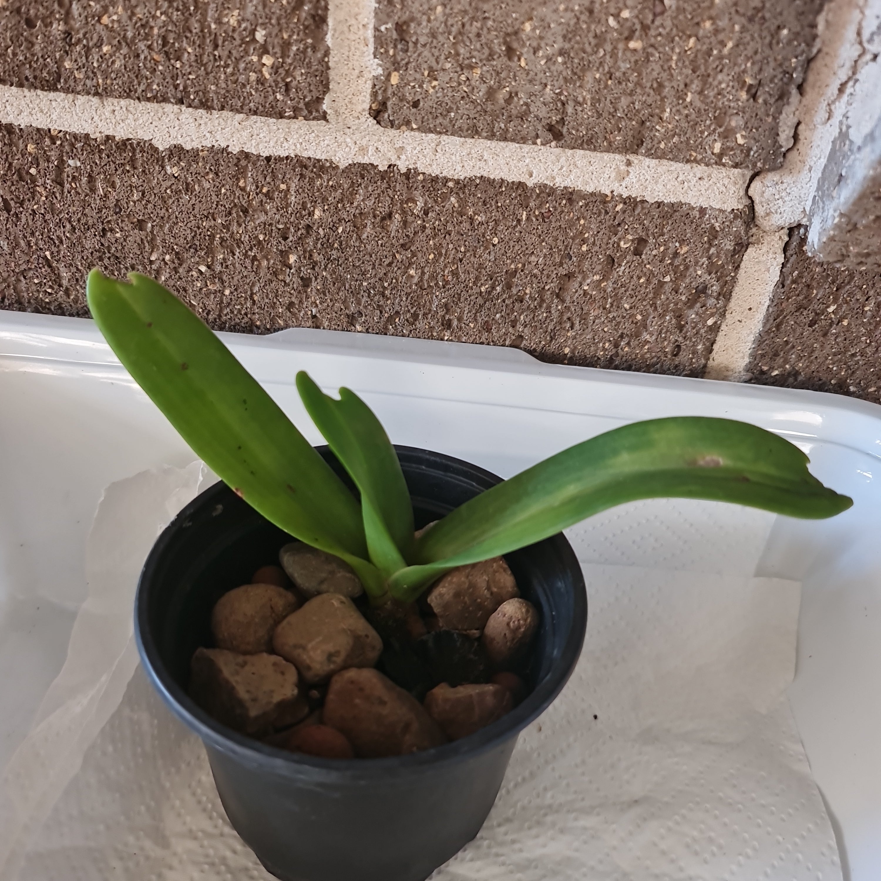 Rhynchostylis  Gigantea Panda