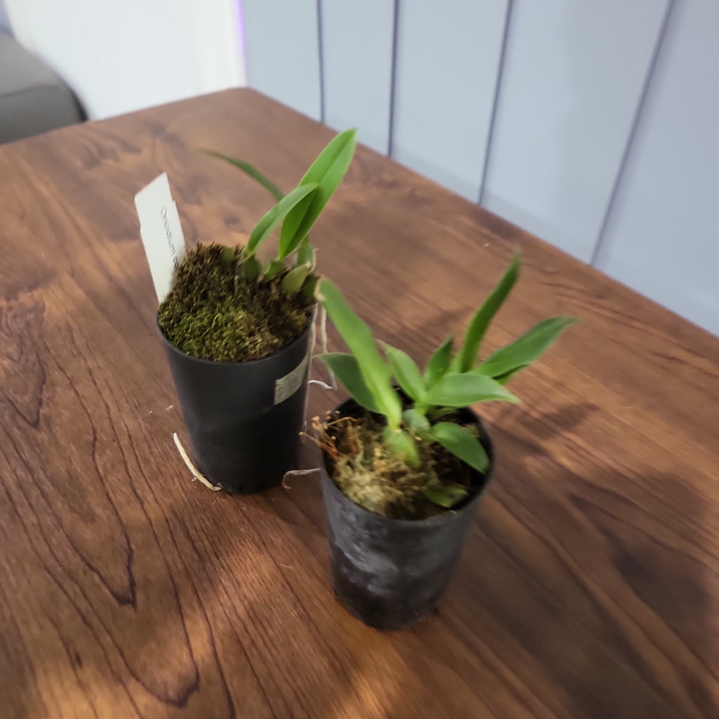 Oncidium concolor