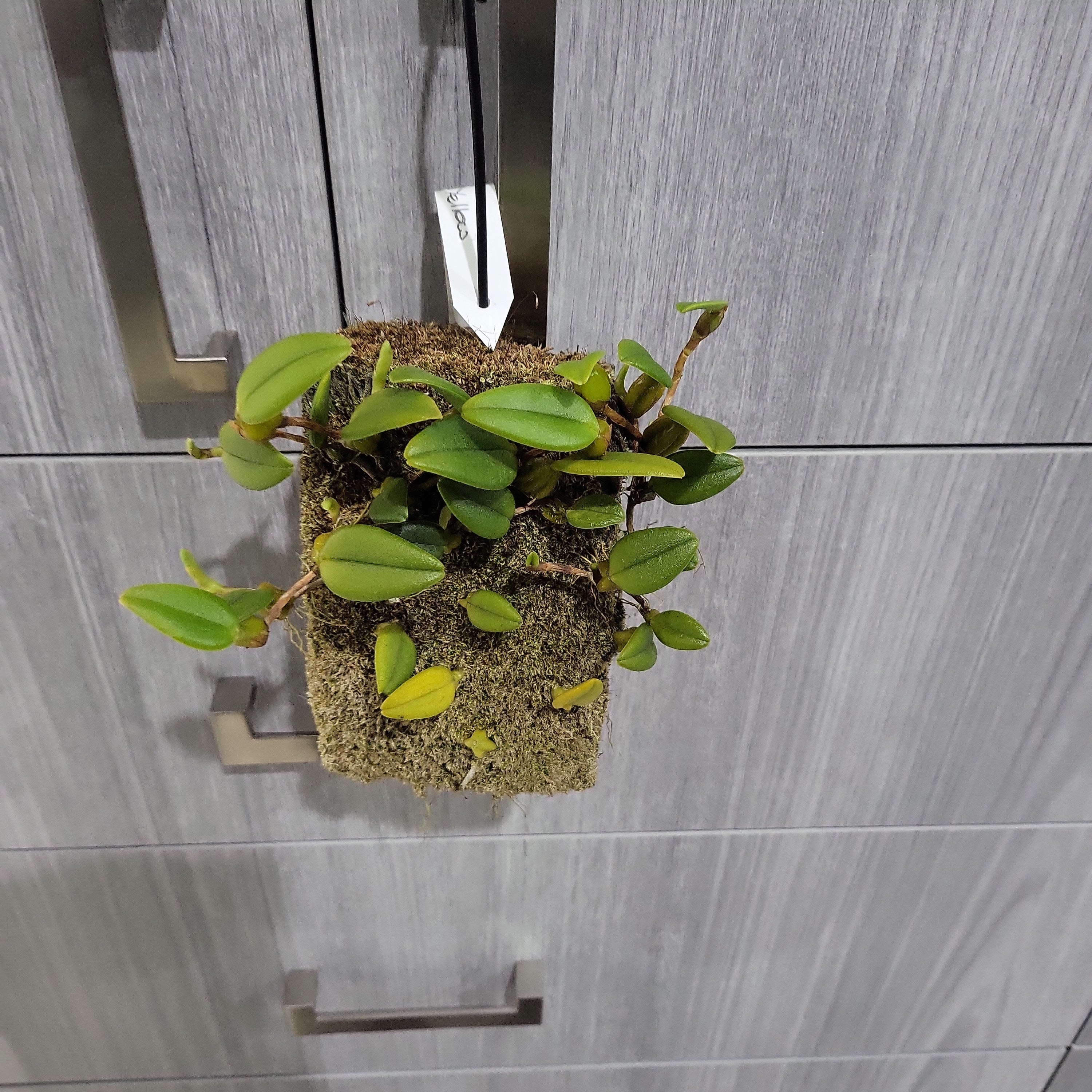 Bulbophyllum lasiochilum 'Yellow' (Fragrant)