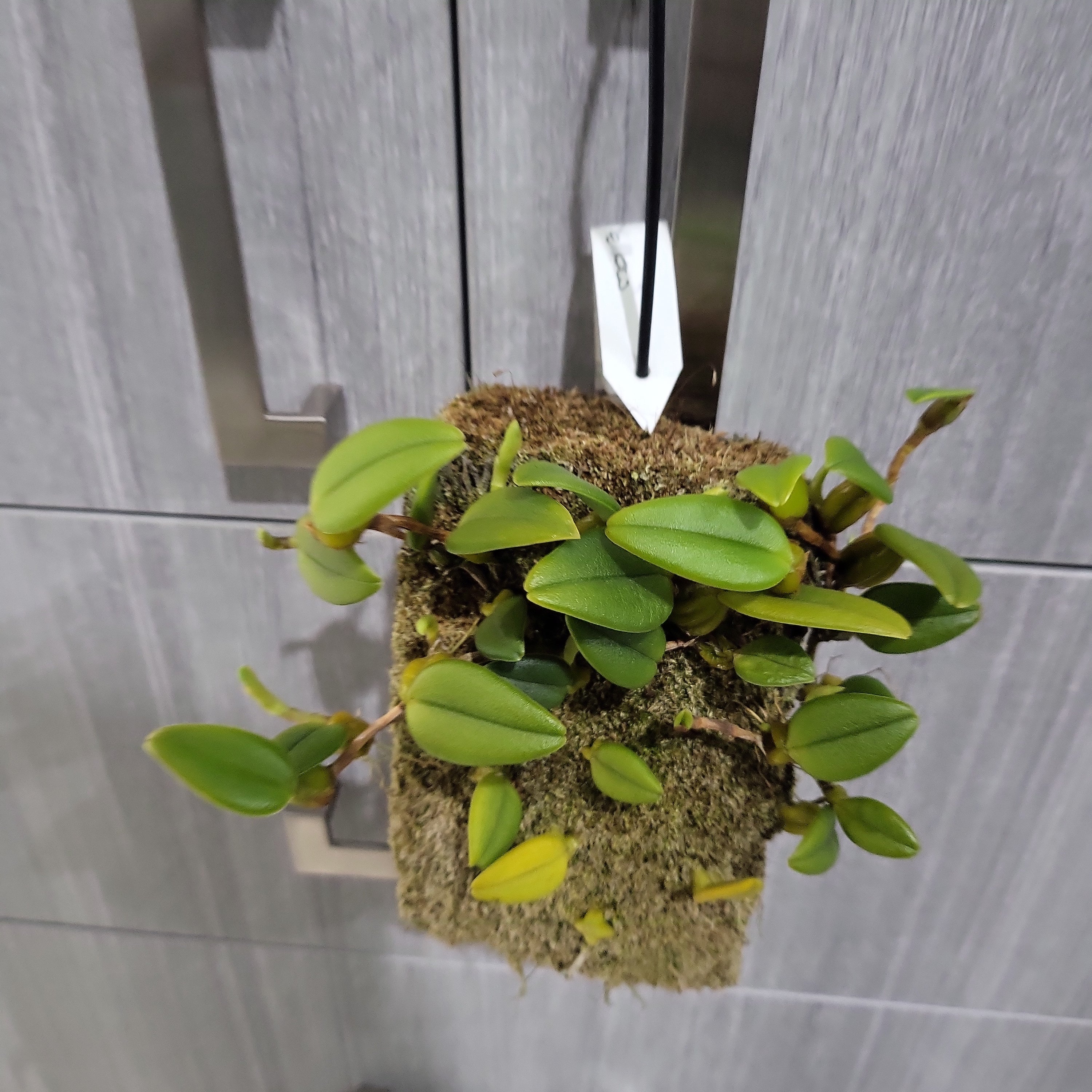Bulbophyllum lasiochilum 'Yellow' (Fragrant)