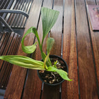 Coryanthes bruchmuelleri