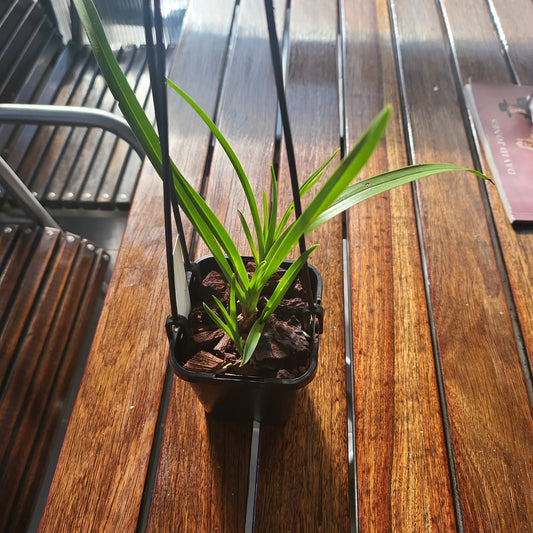 Cymbidium Suave (Species)