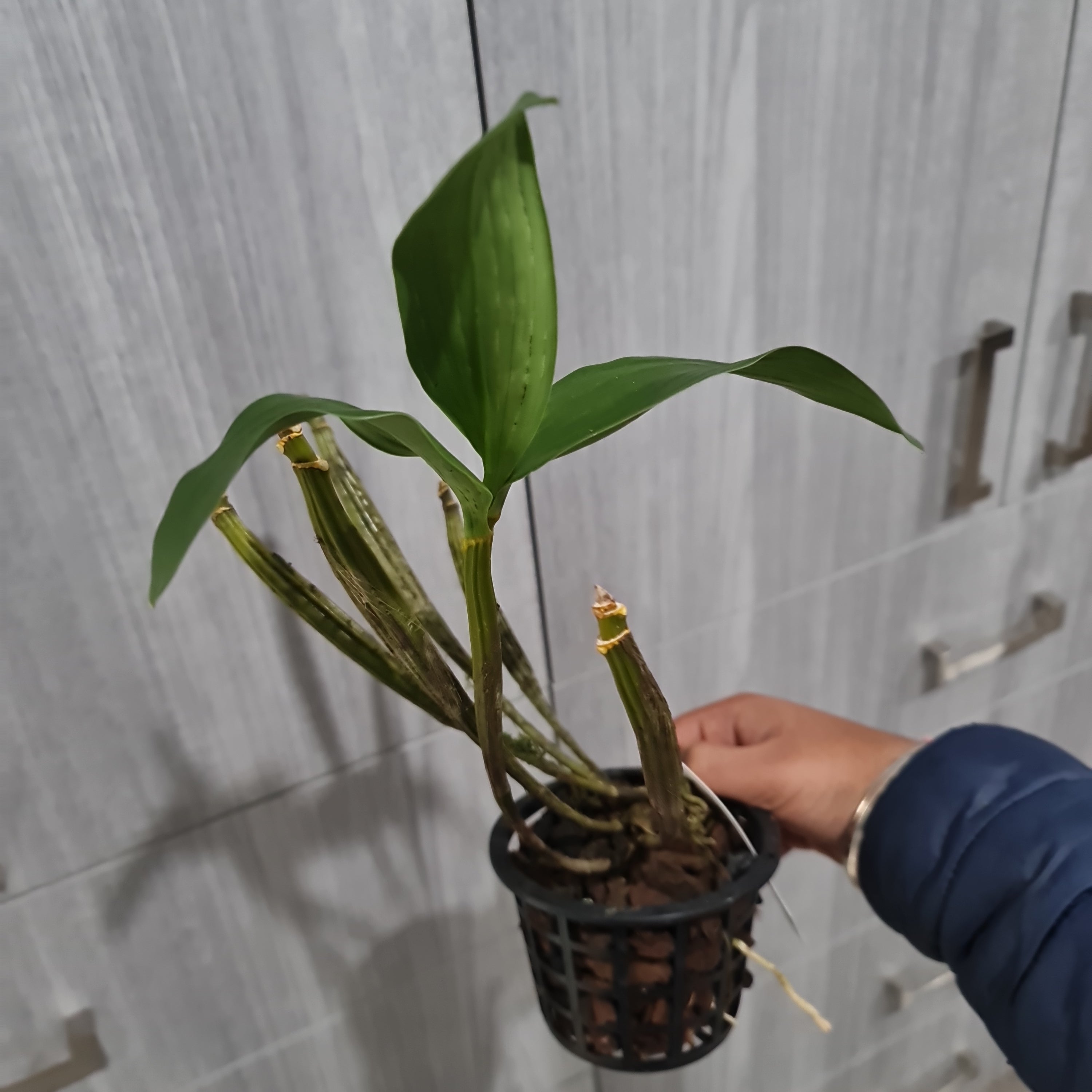 Dendrobium New Guinea x Convaltum Secondary image