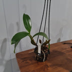 Dendrobium  Psyche S/P ex Vanatu sect Latouria