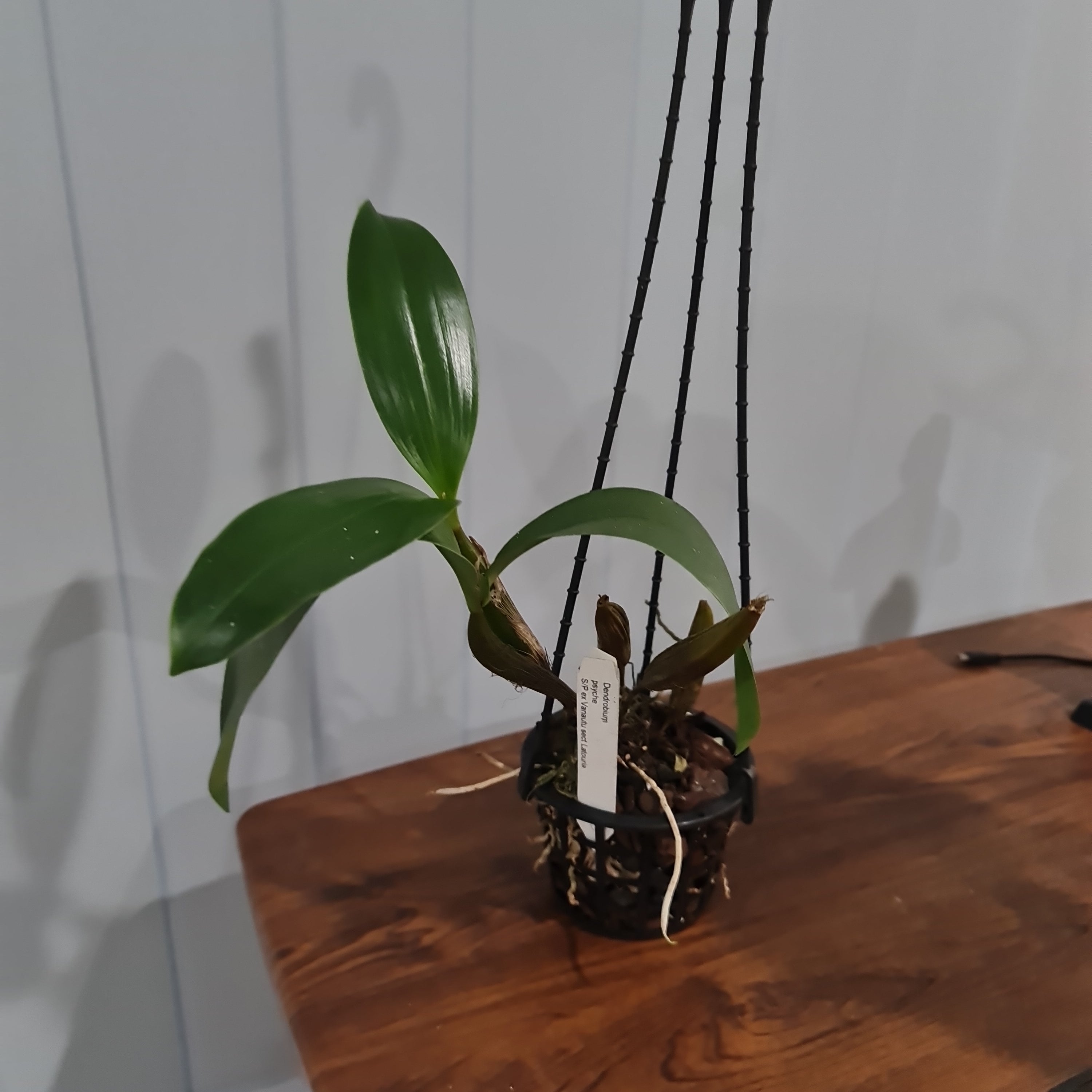 Dendrobium  Psyche S/P ex Vanatu sect Latouria