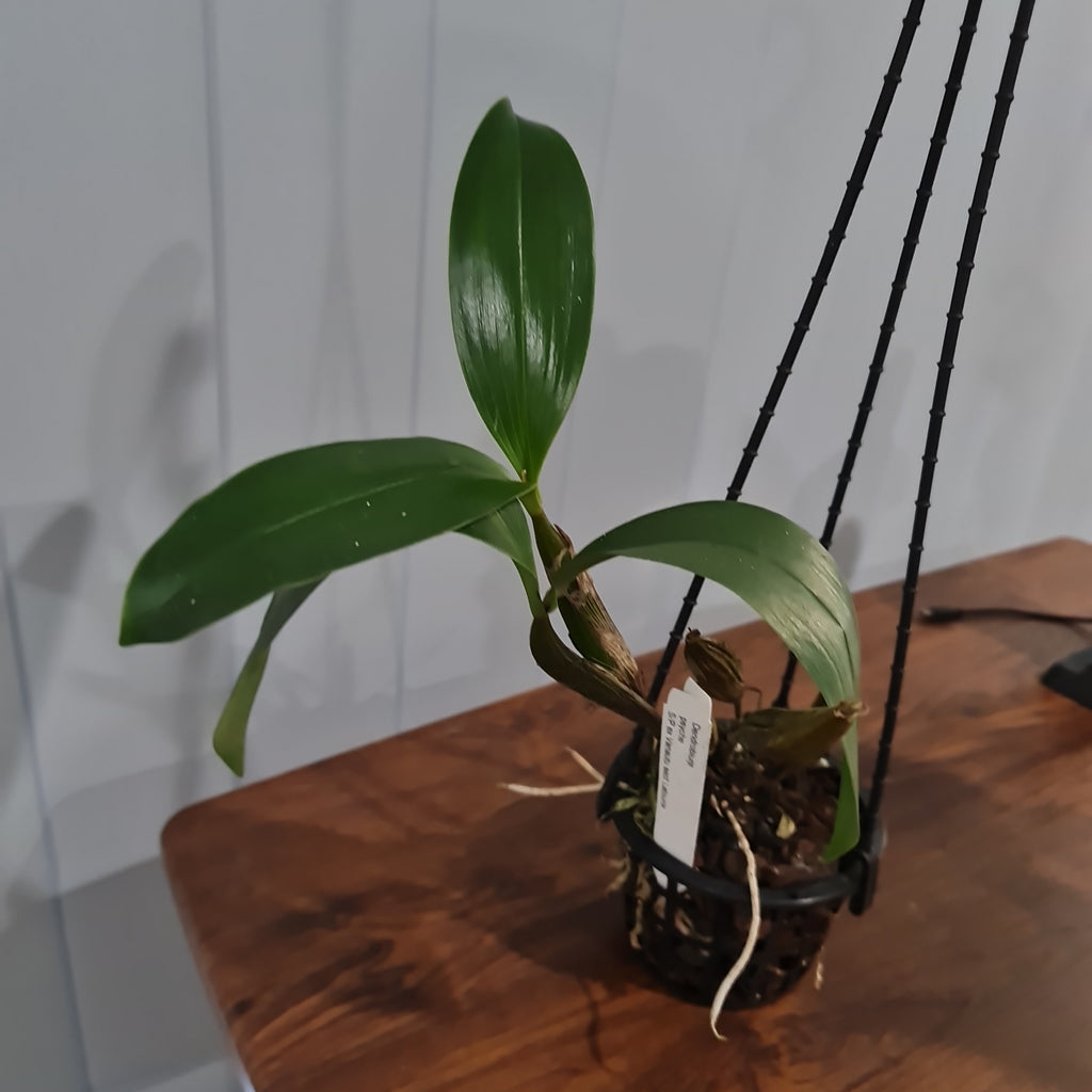 Dendrobium  Psyche S/P ex Vanatu sect Latouria