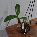 Dendrobium  Psyche S/P ex Vanatu sect Latouria