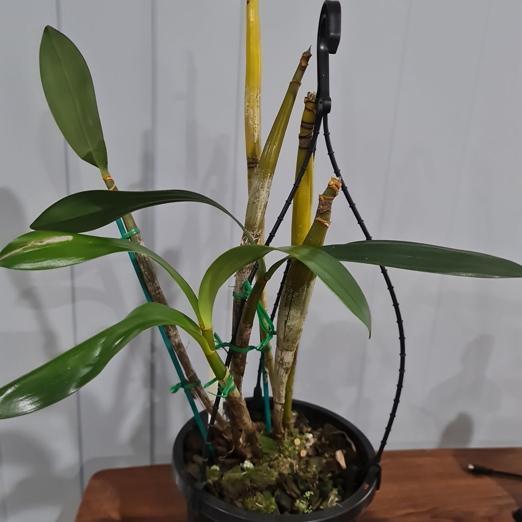 Dendrobium finistarre x engae