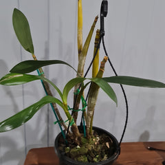 Dendrobium finistarre x engae