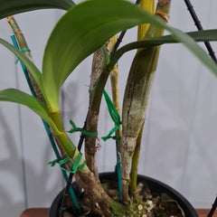 Dendrobium finistarre x engae