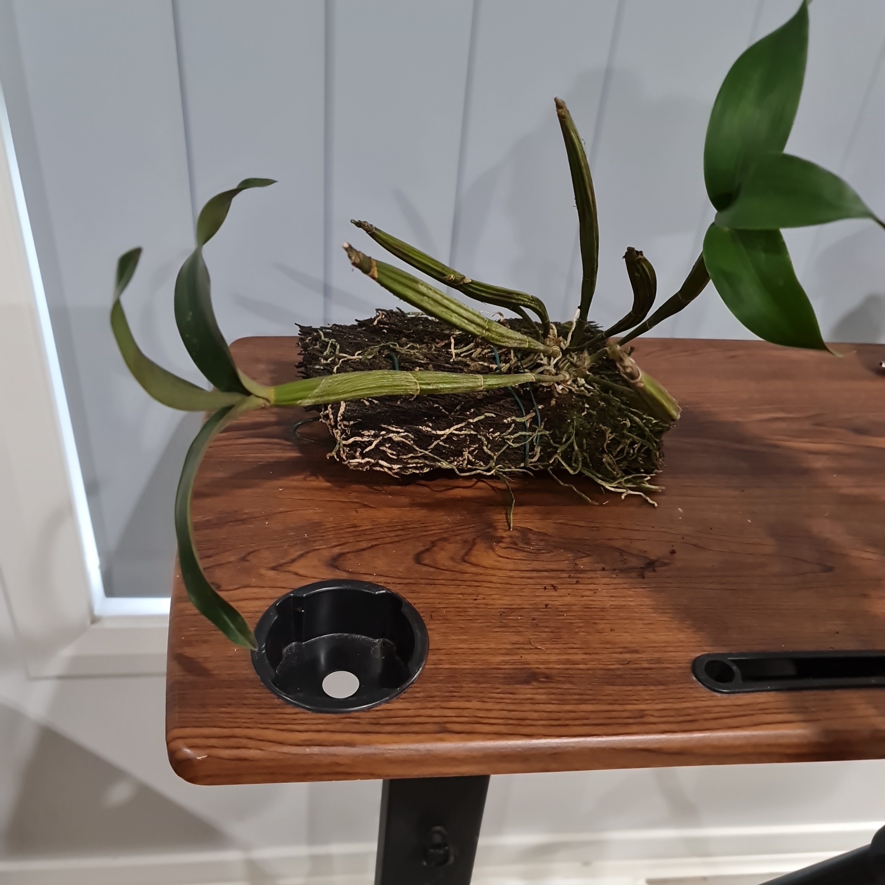 Dendrobium hodgkinsonii