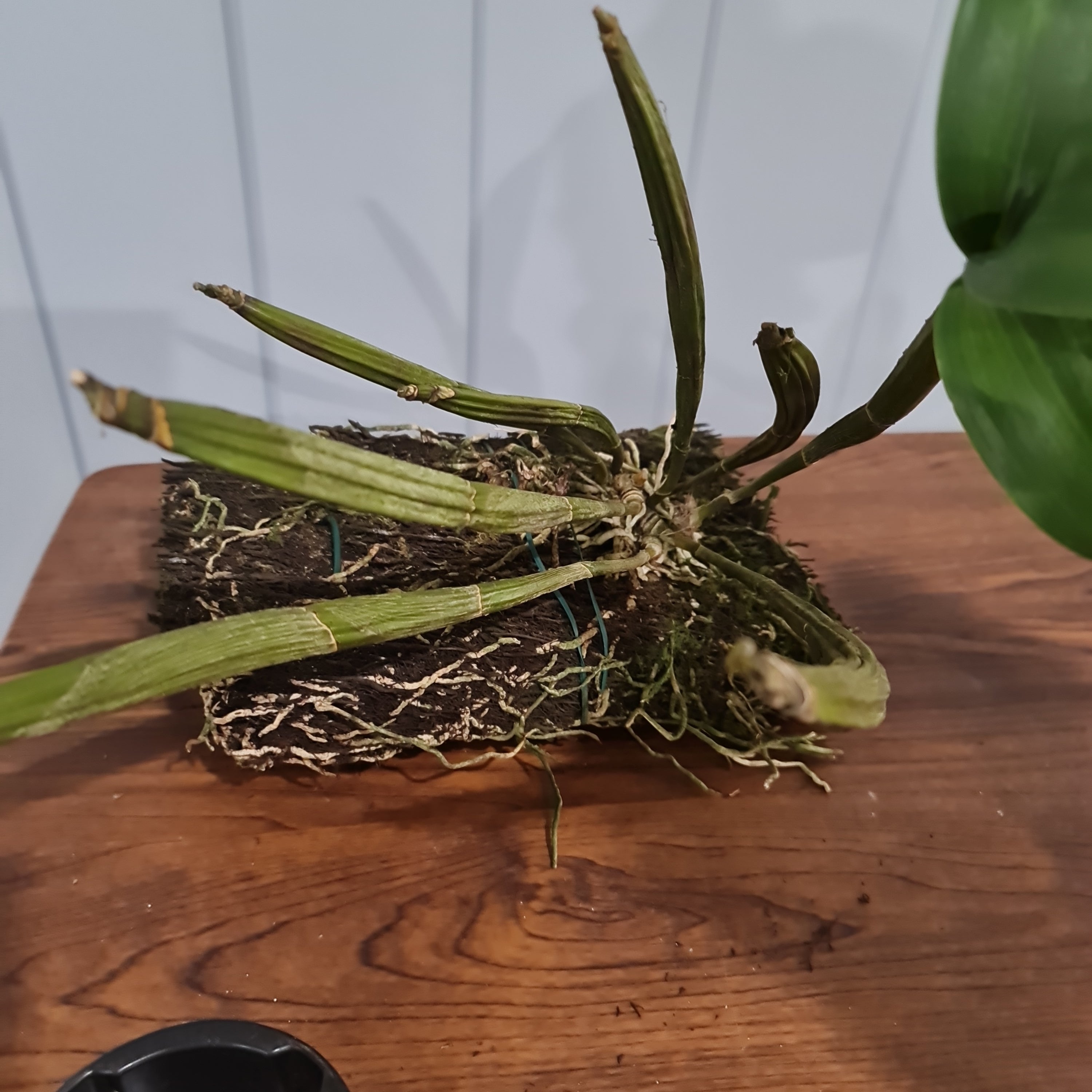 Dendrobium hodgkinsonii