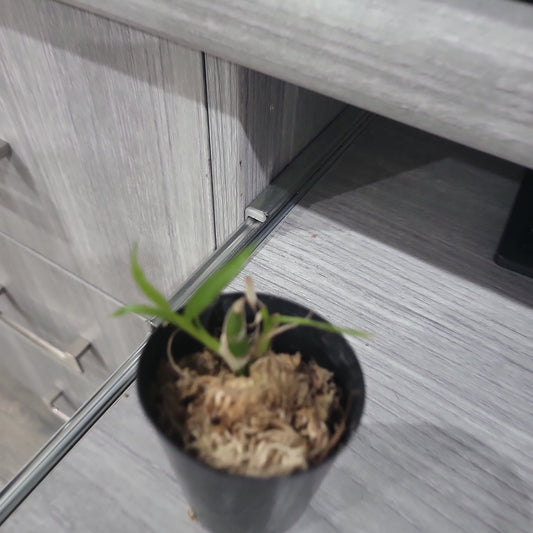 TOP - Chysis aurea