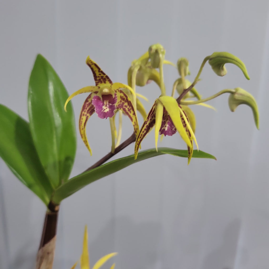 SOLD - Dendrobium Stoney Point (IN FLOWERS NOW)