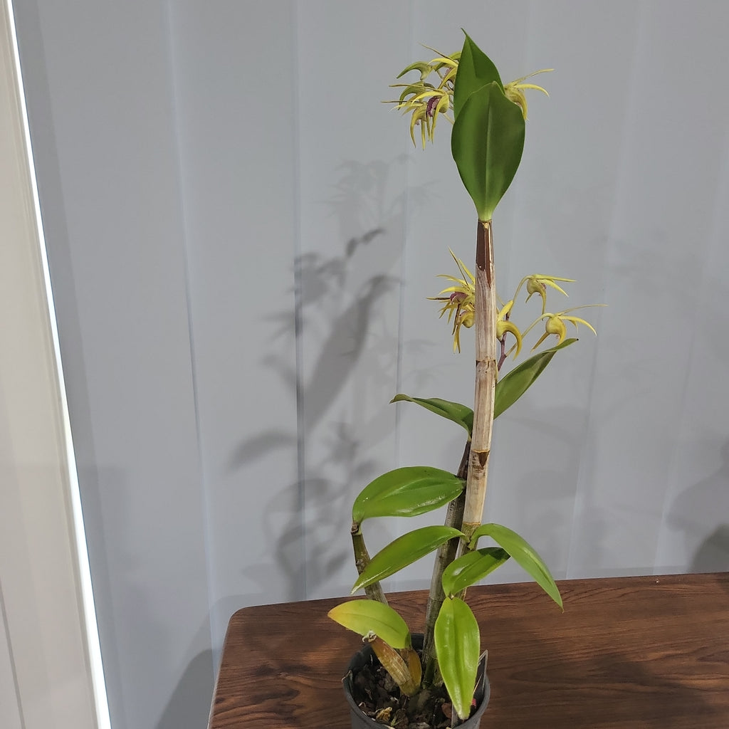SOLD - Dendrobium Stoney Point (IN FLOWERS NOW)