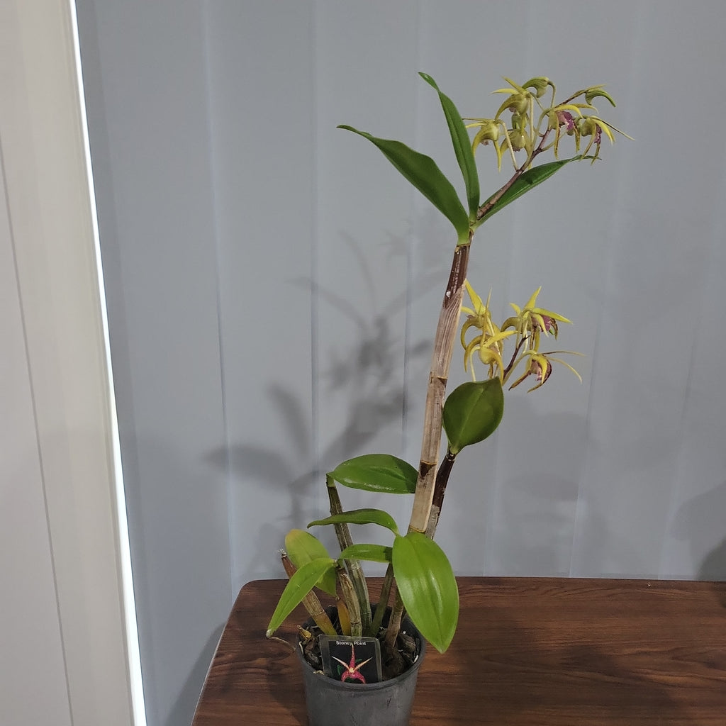 SOLD - Dendrobium Stoney Point (IN FLOWERS NOW)