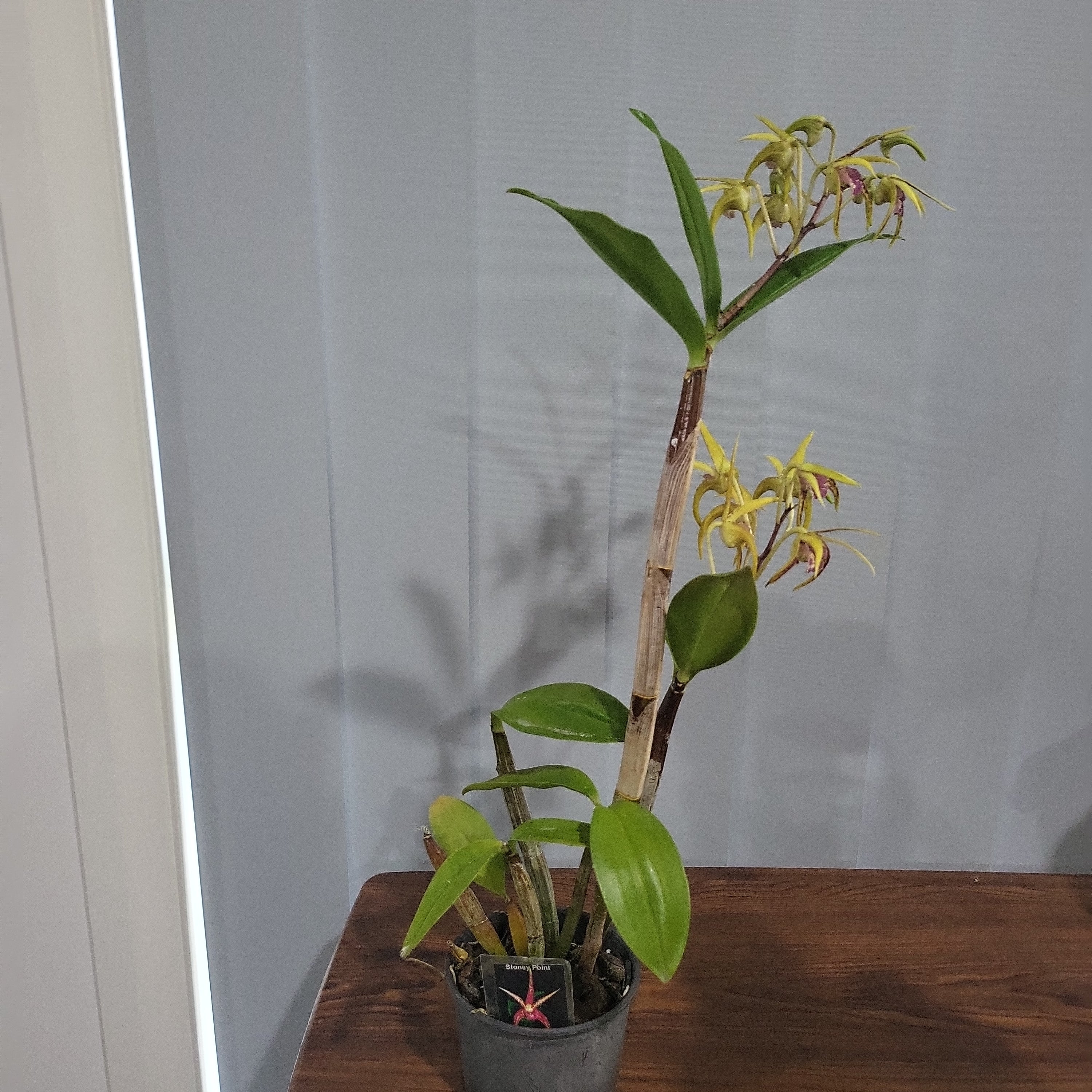 SOLD - Dendrobium Stoney Point (IN FLOWERS NOW)