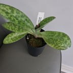 (In Bud Now) Paph. Shin Yi Apple x (Hung Sheng Red Apple x Hung Sheng Bay)