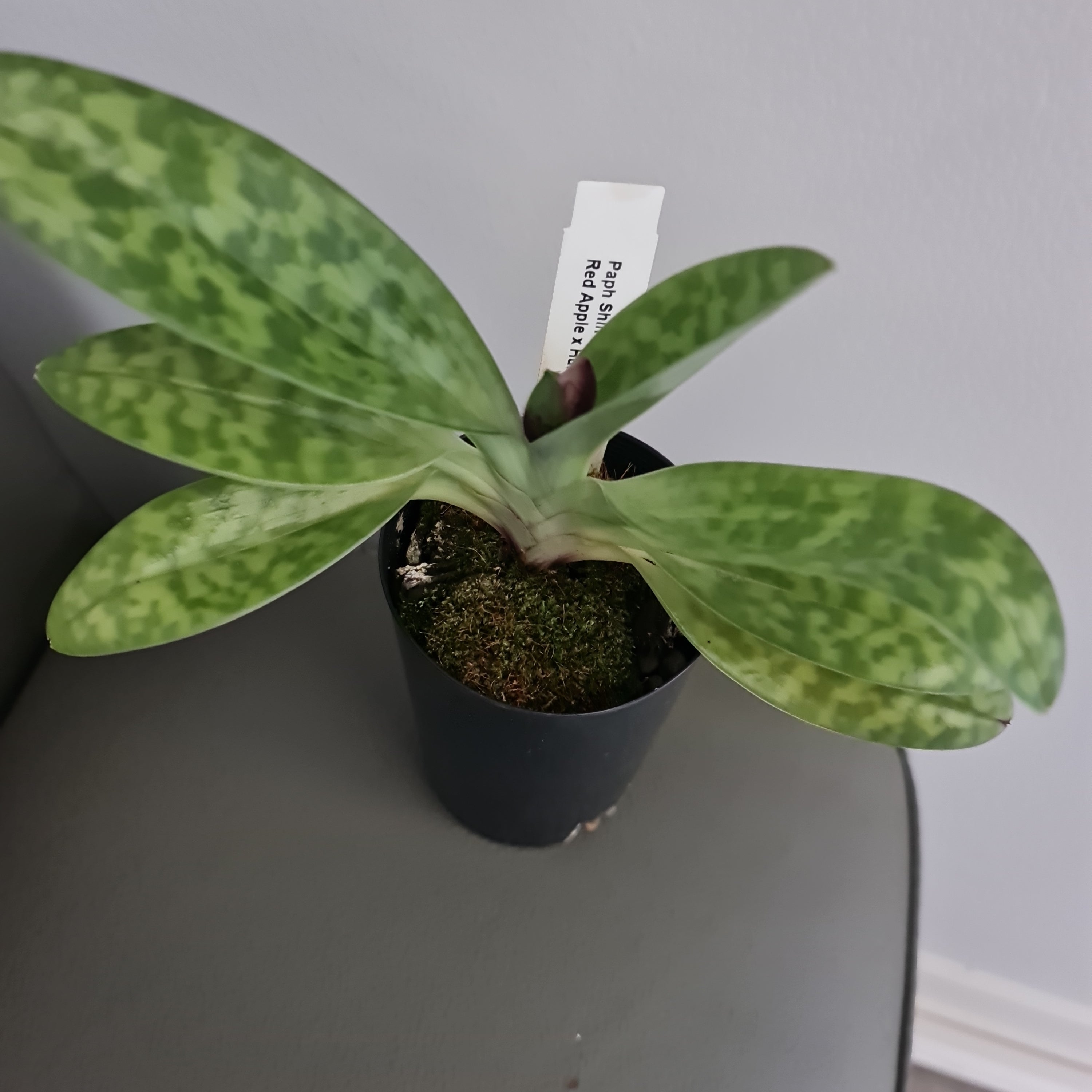 (In Bud Now) Paph. Shin Yi Apple x (Hung Sheng Red Apple x Hung Sheng Bay)