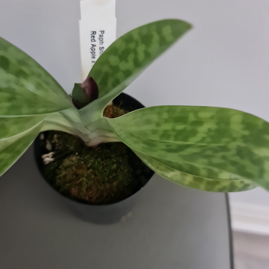(In Bud Now) Paph. Shin Yi Apple x (Hung Sheng Red Apple x Hung Sheng Bay)
