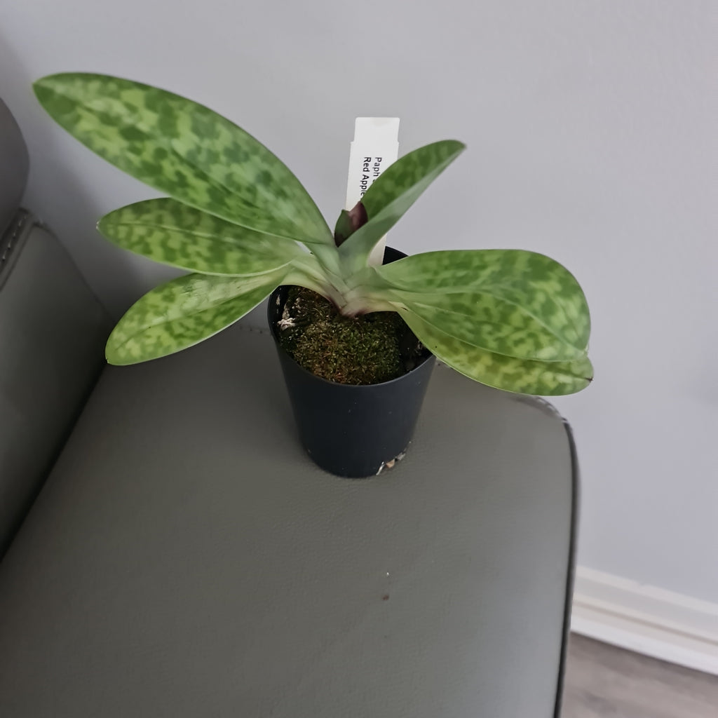 (In Bud Now) Paph. Shin Yi Apple x (Hung Sheng Red Apple x Hung Sheng Bay)