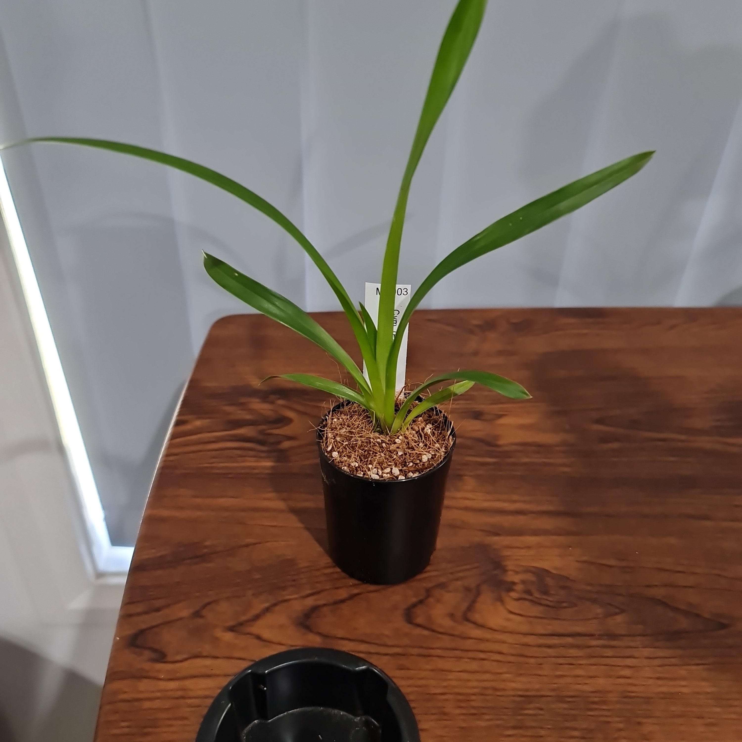 Cymbidium (Pied Piper x Cricket) 'Newbold Huston St'