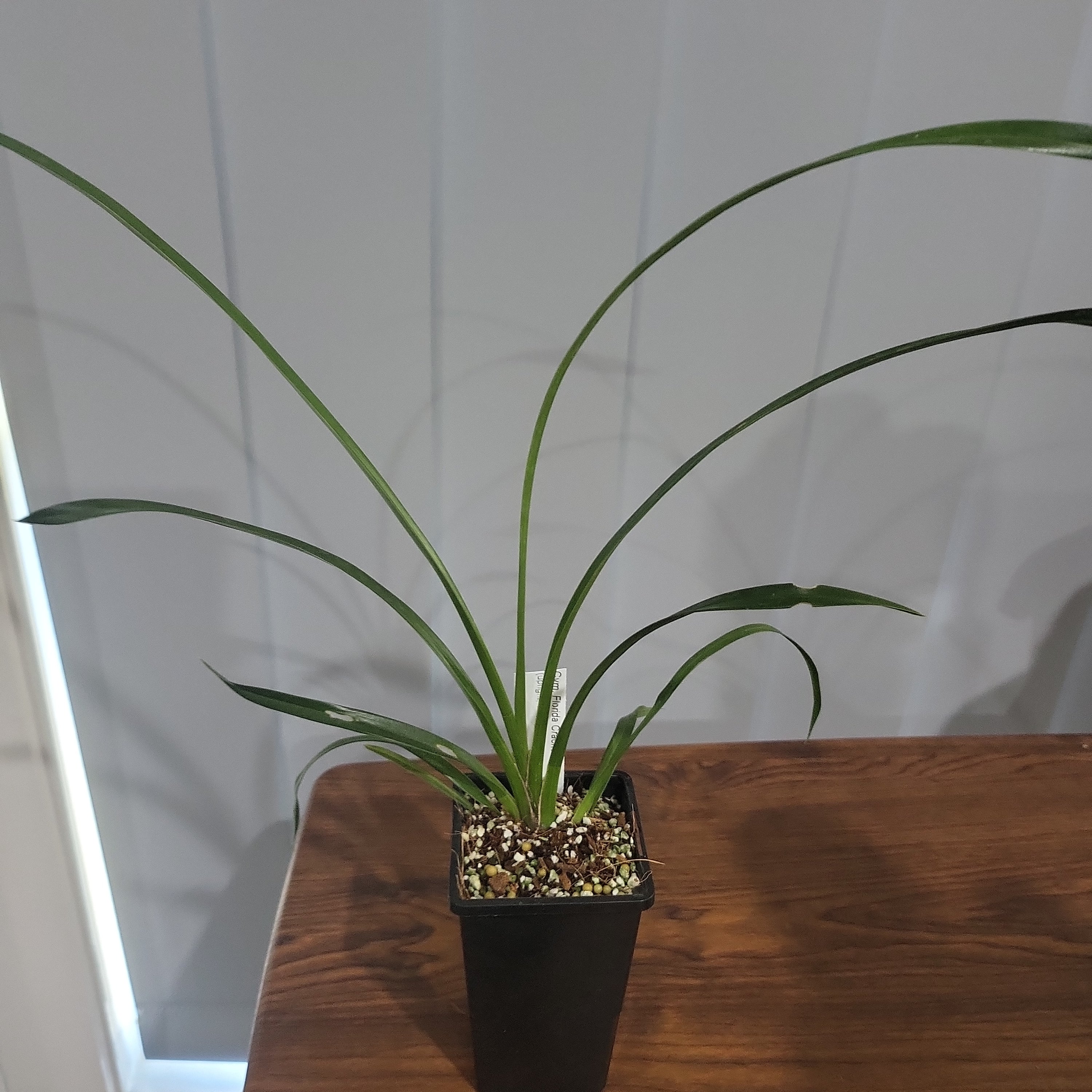 Cymbidium Florida Cracker Secondary image
