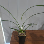 Cymbidium Florida Cracker