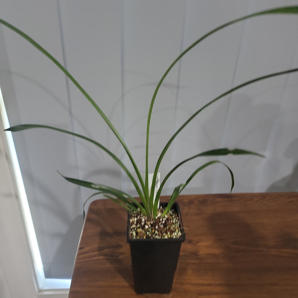 Cymbidium Florida Cracker