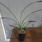 Cymbidium Florida Cracker