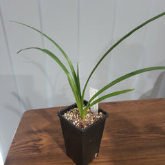 Pack of 10 Beautiful Cymbidium Seedlings