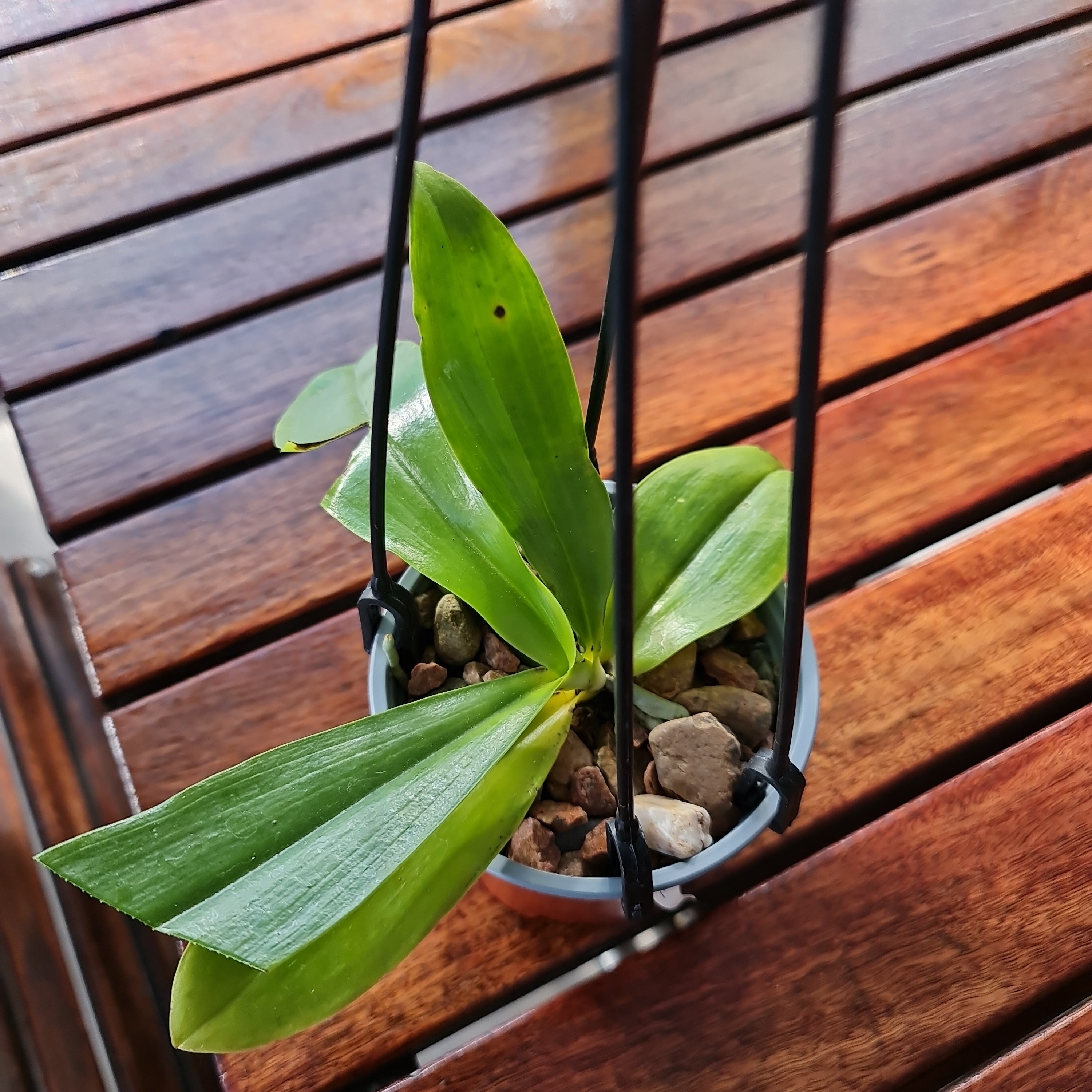 Phalaenopsis mariae (HARD TO FIND SPECIES) Secondary image