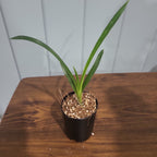 Cymbidium Vidar 'Harlequin' (Peloric)