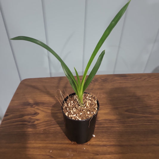 Cymbidium Vidar 'Harlequin' (Peloric)