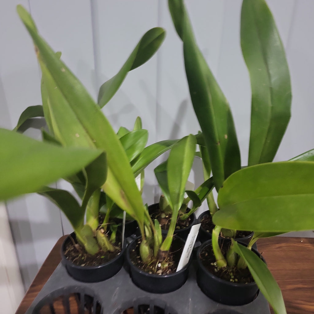 Maxillaria triloris (Fragrant)
