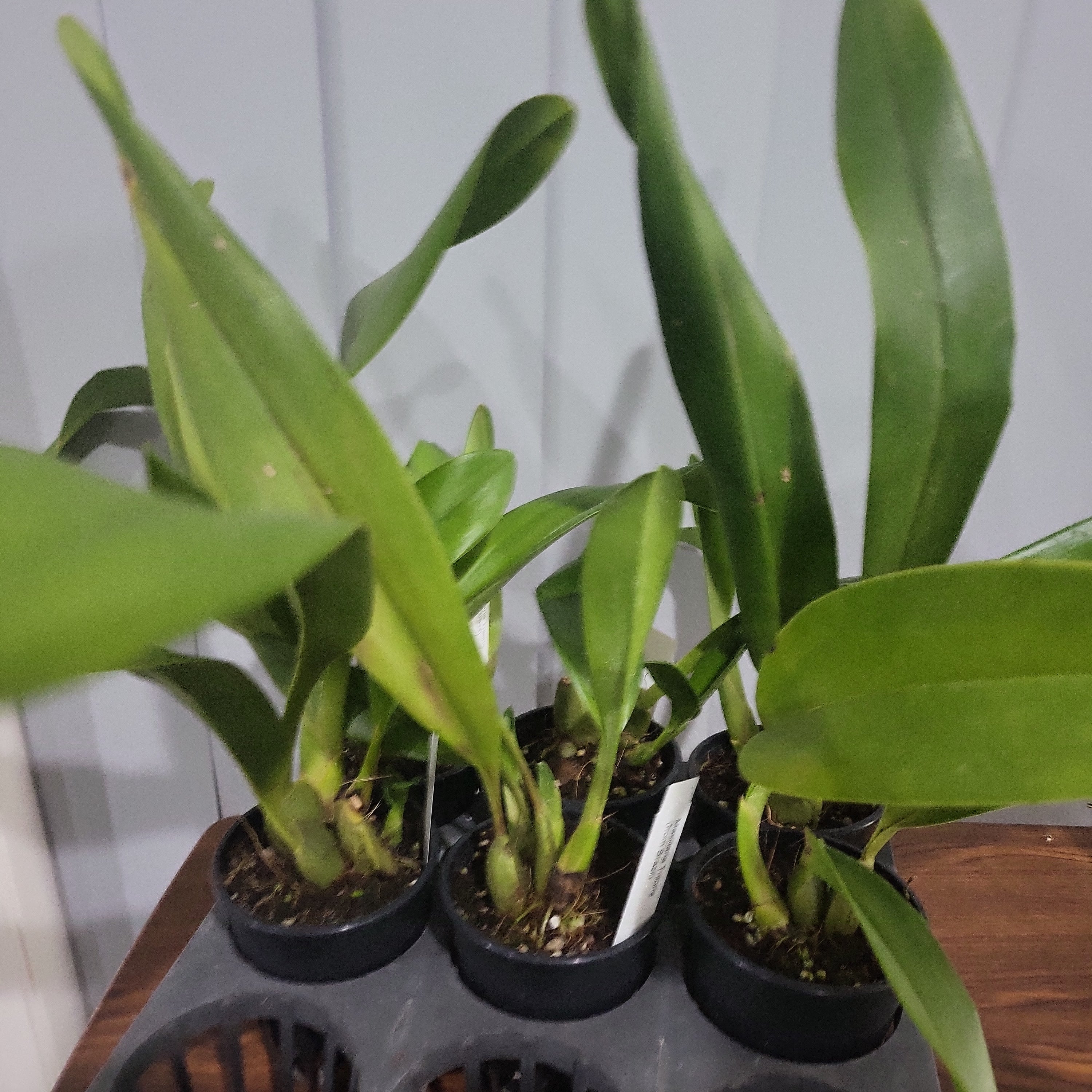 Maxillaria triloris (Fragrant)