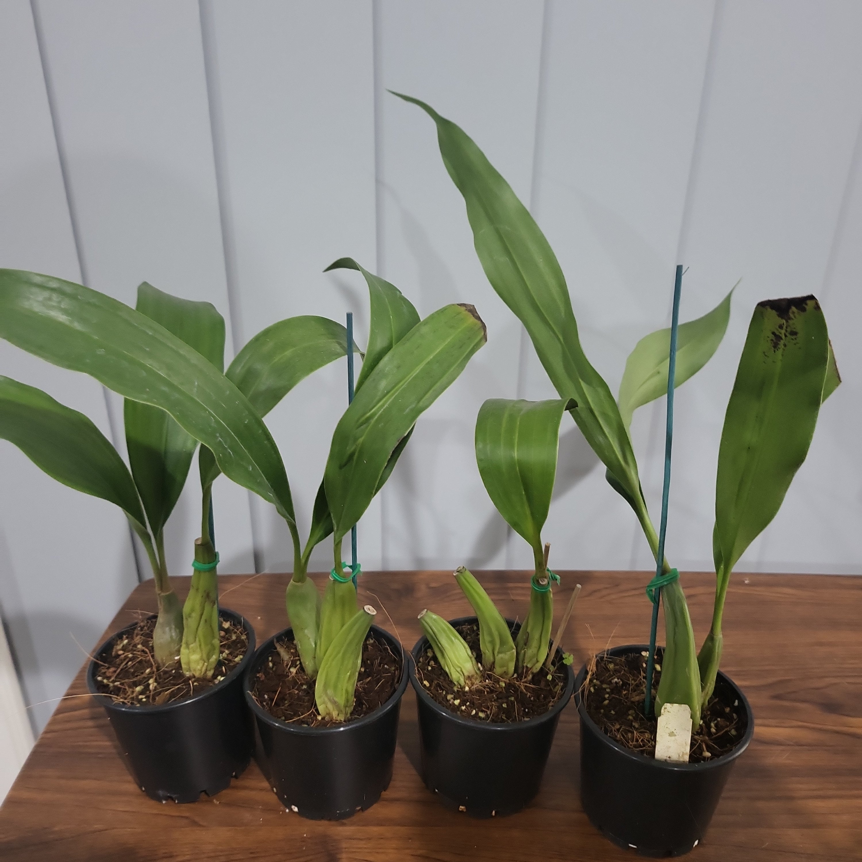 Coelogyne jannine banks 'snow white' Hcc/Aos Secondary image