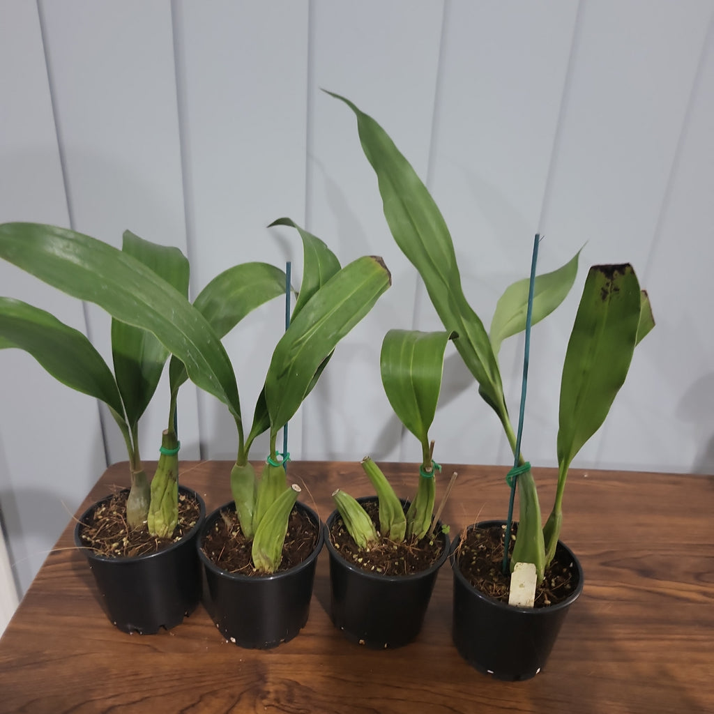 Coelogyne jannine banks 'snow white' Hcc/Aos