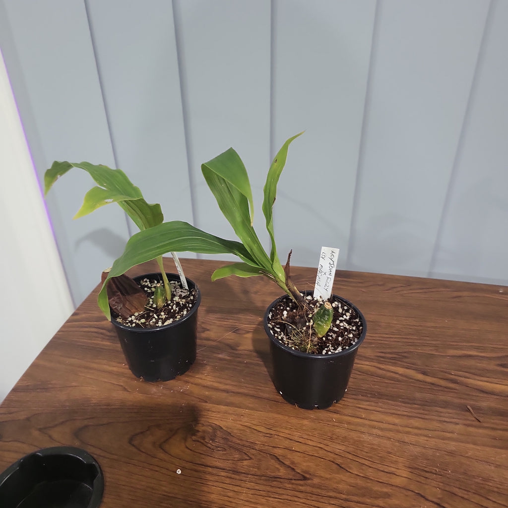 Lycaste  john ezzy x macama