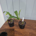 Lycaste  john ezzy x macama