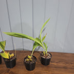 Lyc. (Geyser Gold x Shonan Harmony) x Lyc. Rakuhoku