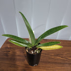 Paphiopedilum Hsinying Love x Paph. Charlesworthi 'Bordeaux'