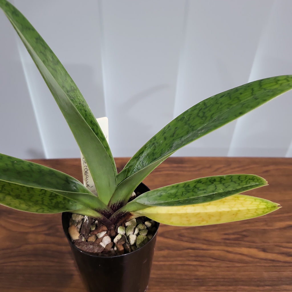 Paphiopedilum Hsinying Love x Paph. Charlesworthi 'Bordeaux'