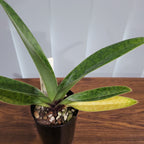 Paphiopedilum Hsinying Love x Paph. Charlesworthi 'Bordeaux'