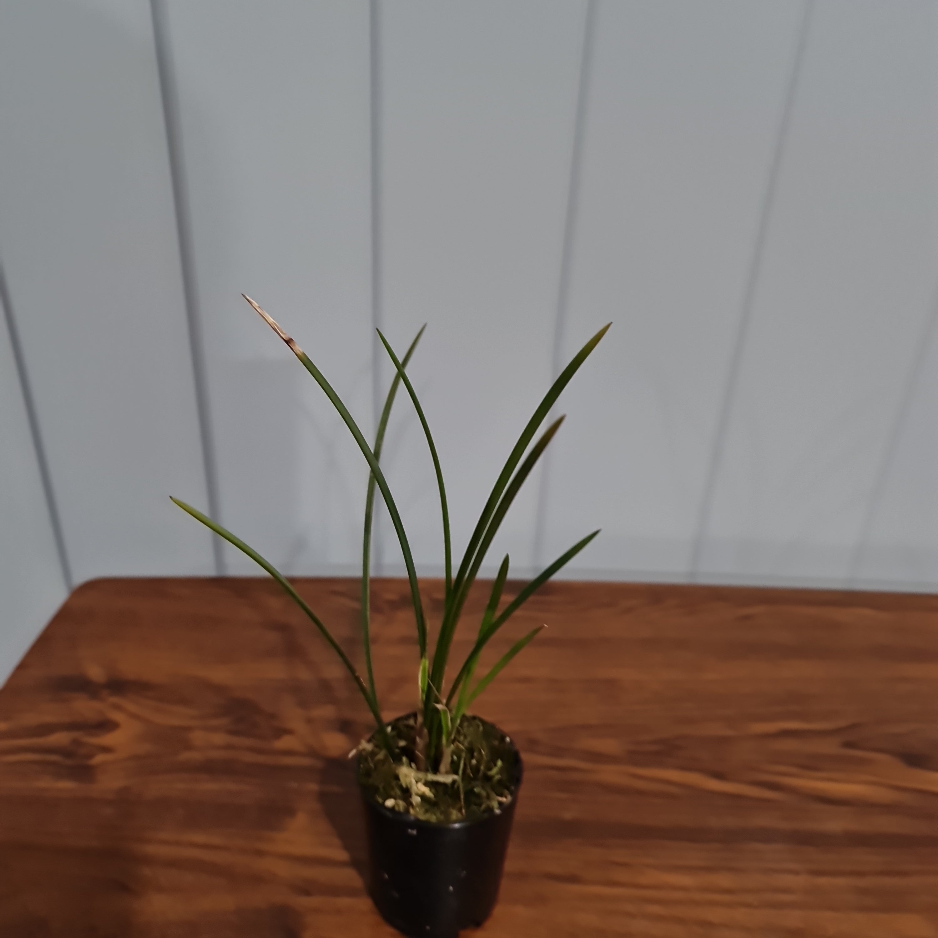 Dendrochilum wenzelii Secondary image