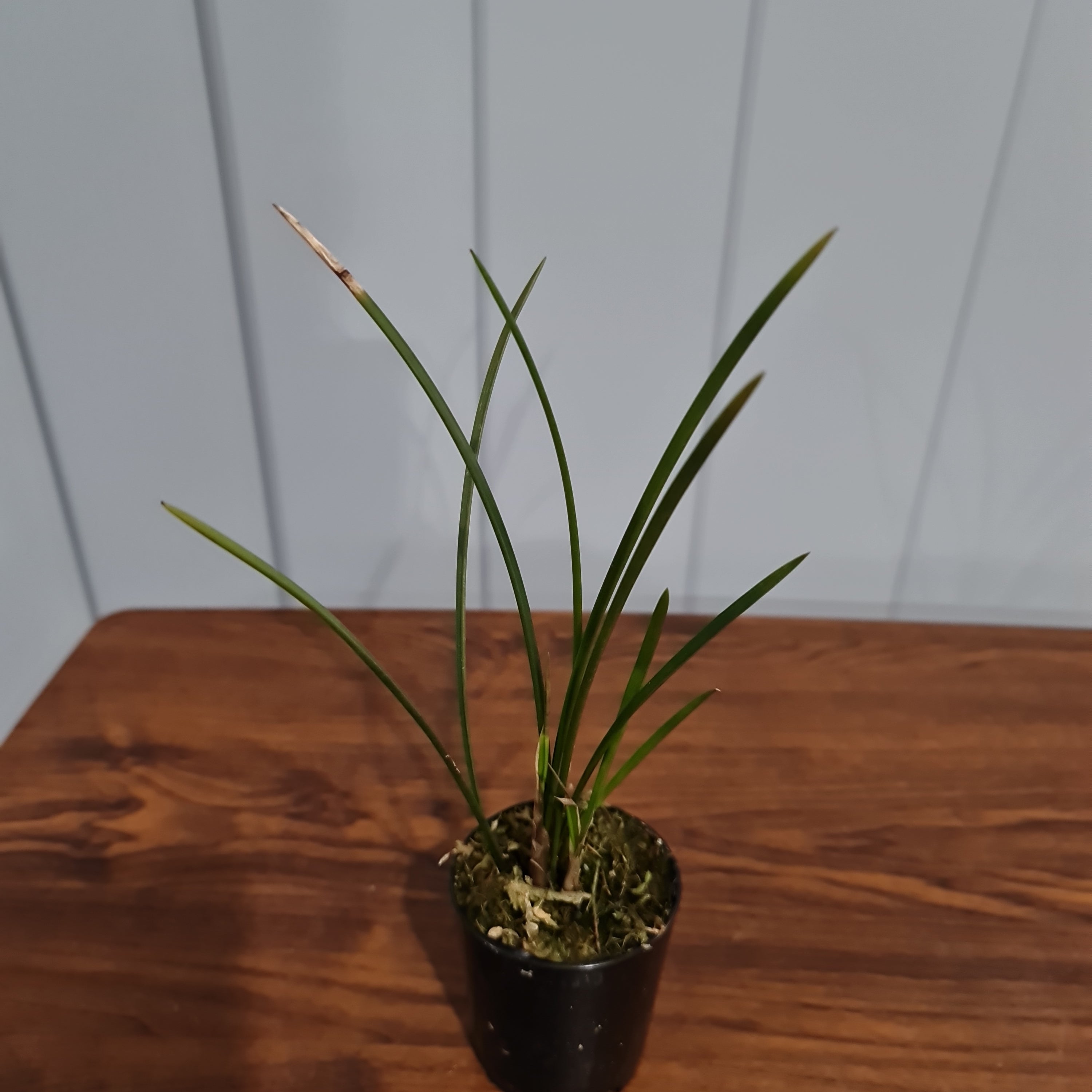 Dendrochilum wenzelii