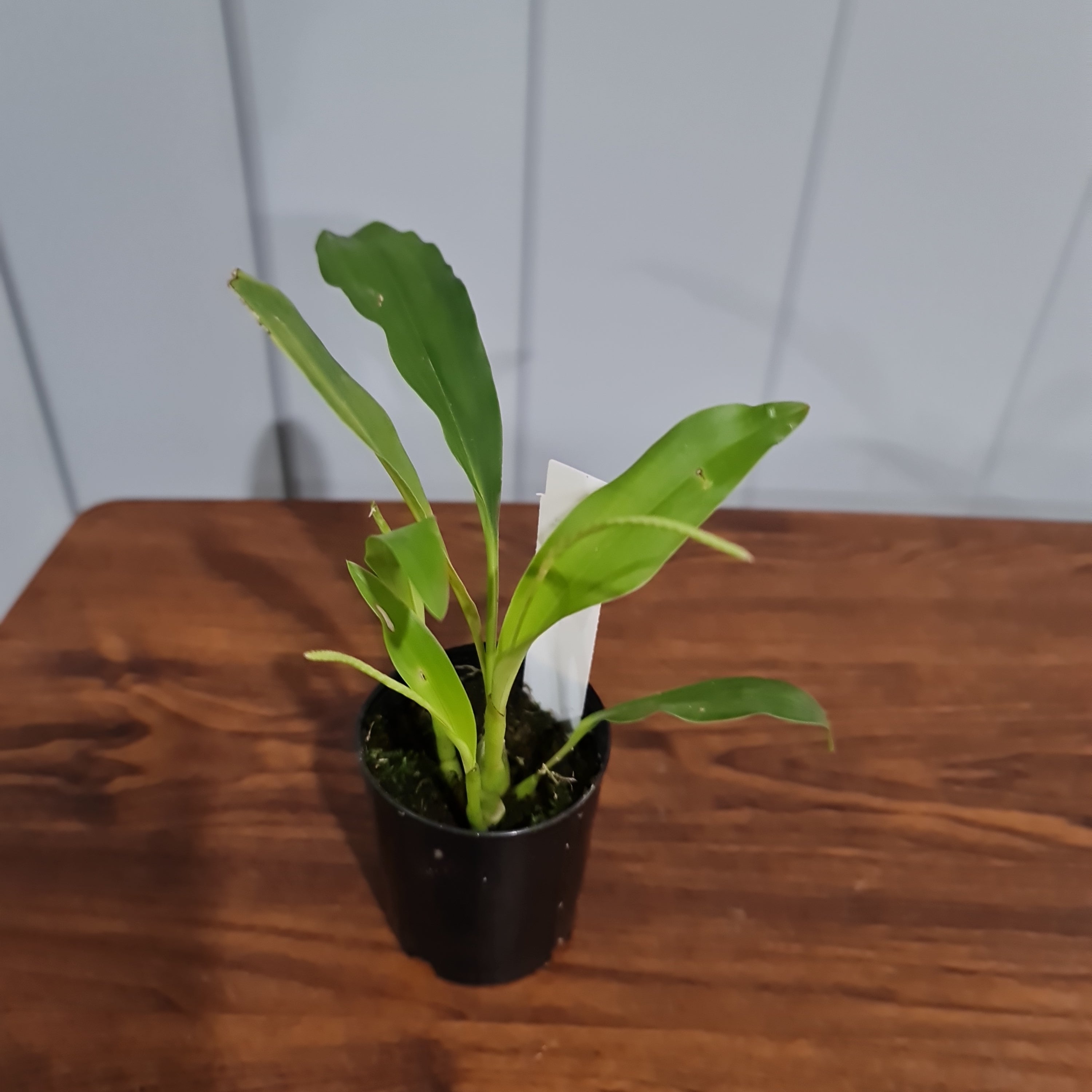 IN SPIKE NOW)( Dendrochilum Niveum (Fragrant) Secondary image